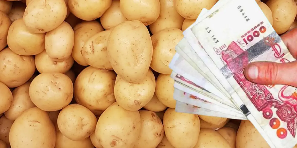Prix jugés trop bas, les producteurs de pommes de terre protestent