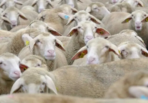 Aid El-Adha 2025 : des milliers de moutons espagnols débarquent à Ténès