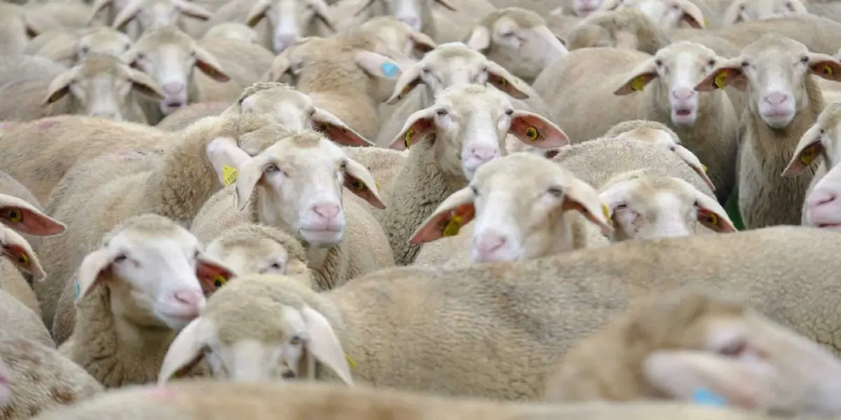 Aid El-Adha 2025 : des milliers de moutons espagnols débarquent à Ténès