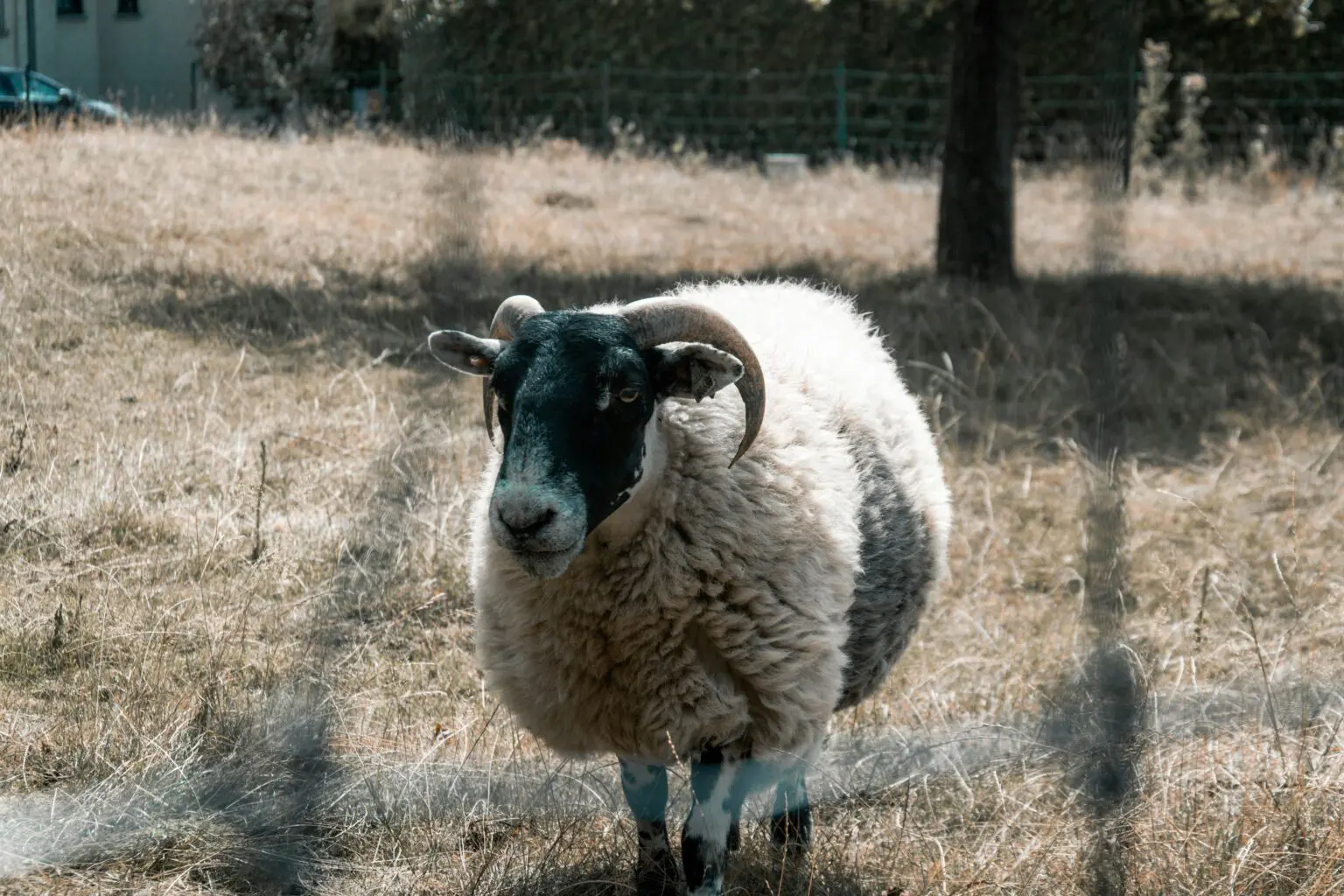 Aïd al-Adha 2025 : une solution moderne pour accomplir le sacrifice rituel à distance