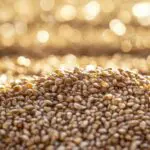 Oran bat tous les records : plus de 53 000 quintaux de céréales récoltés en 2025