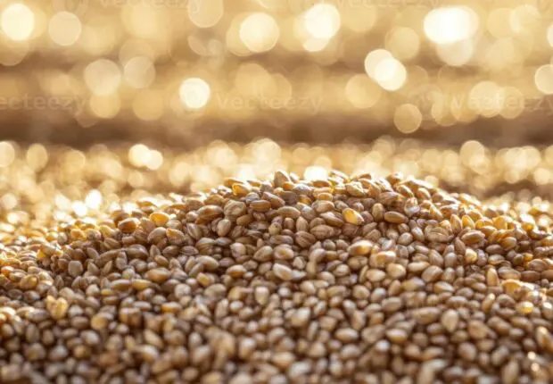 Oran bat tous les records : plus de 53 000 quintaux de céréales récoltés en 2025