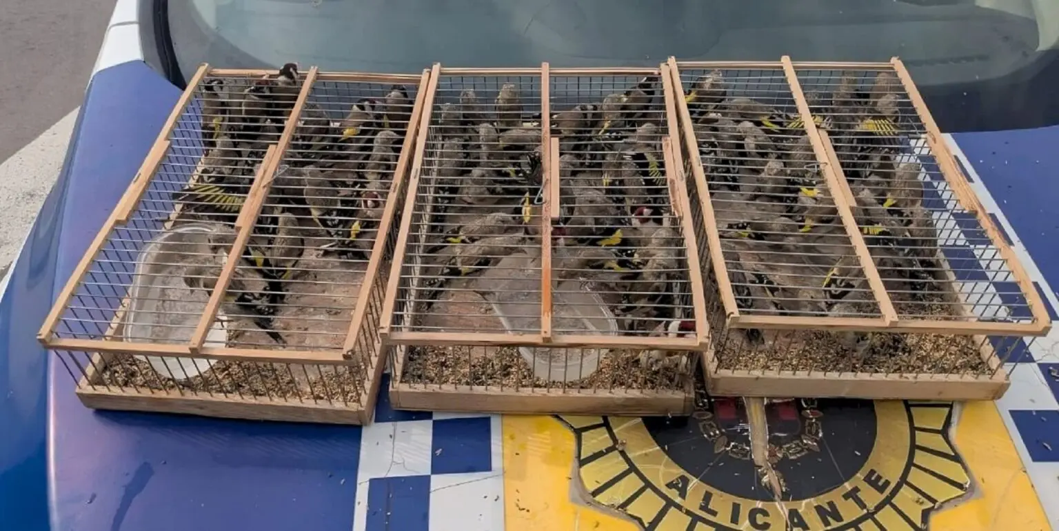 Importante saisie de chardonnerets à Alicante : un trafic illégal vers l’Algérie déjoué