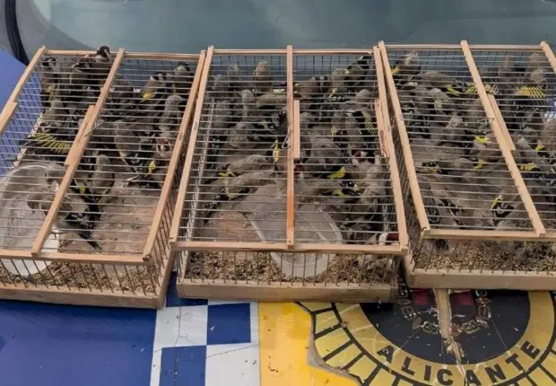 Importante saisie de chardonnerets à Alicante : un trafic illégal vers l’Algérie déjoué