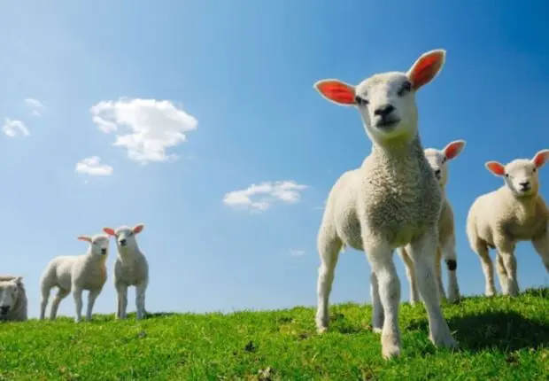 La météo du vendredi 6 juin : chaleur caniculaire, jusqu’à 41 °C pour ce 1ᵉʳ jour de l’Aïd el-Adha