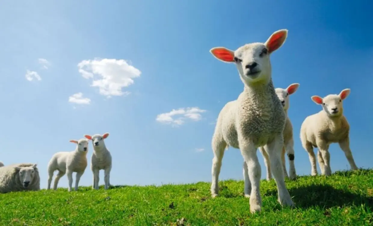 La météo du vendredi 6 juin : chaleur caniculaire, jusqu’à 41 °C pour ce 1ᵉʳ jour de l’Aïd el-Adha