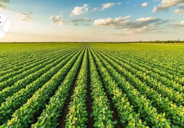 L’Algérie, l’un des rares pays au monde à dire NON aux OGM