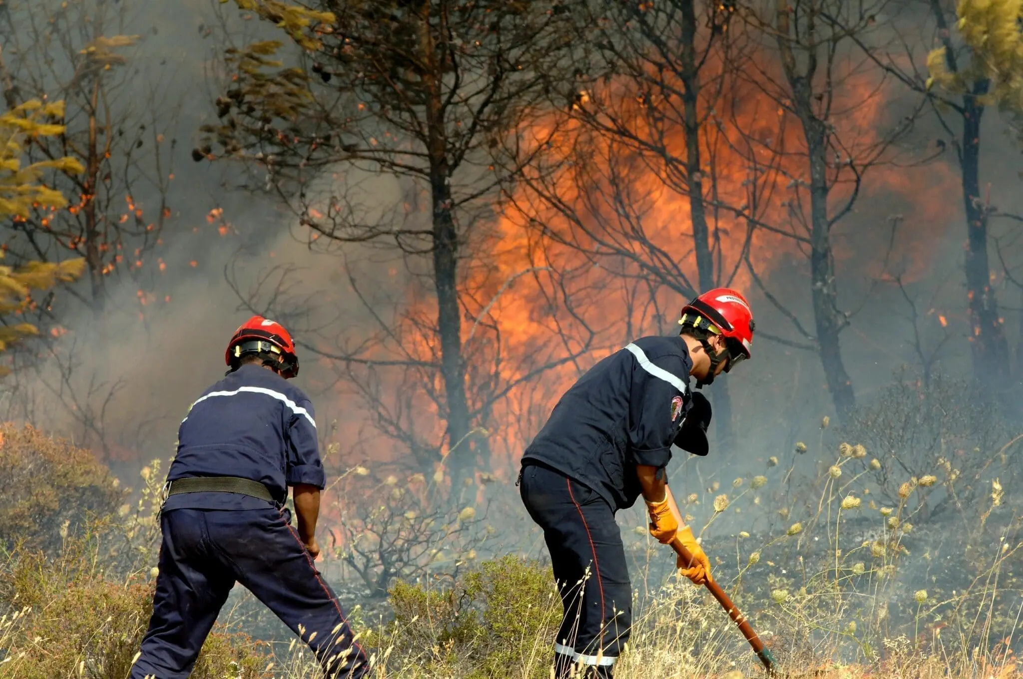 Les incendies s’enchaînent en Algérie : une vague de 52 foyers signalés en 24 H dans plusieurs wilayas