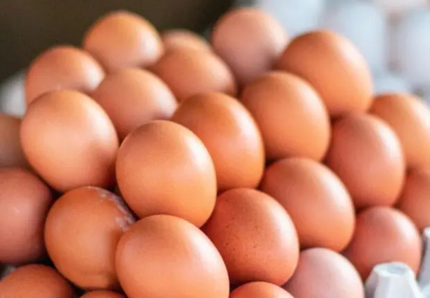 Exportation des œufs : l’Algérie ouvre ses marchés pour soutenir les aviculteurs