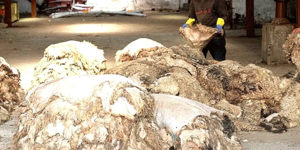 Aïd El-Adha 2025 : collecte des peaux de moutons organisée à Alger