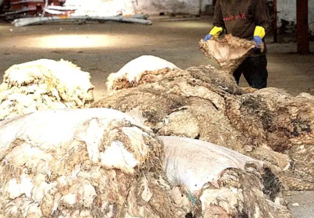 Aïd El-Adha 2025 : collecte des peaux de moutons organisée à Alger