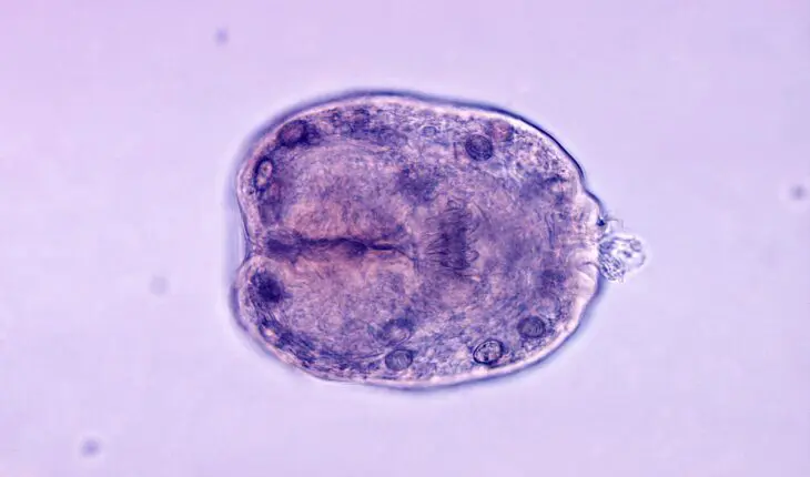 Scolex d'Echinococcus granulosus (échinocoque du chien)