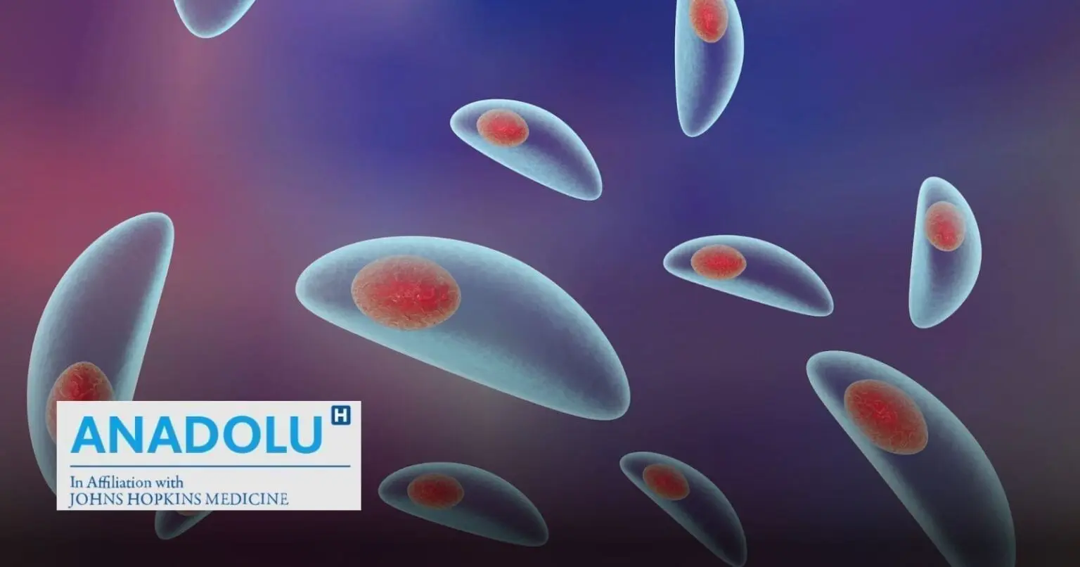 Toxoplasmose : symptômes, transmission et diagnostic de cette infection parasitaire