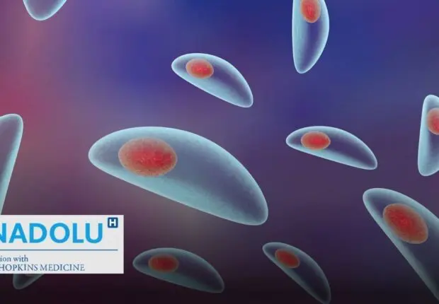 Toxoplasmose : symptômes, transmission et diagnostic de cette infection parasitaire