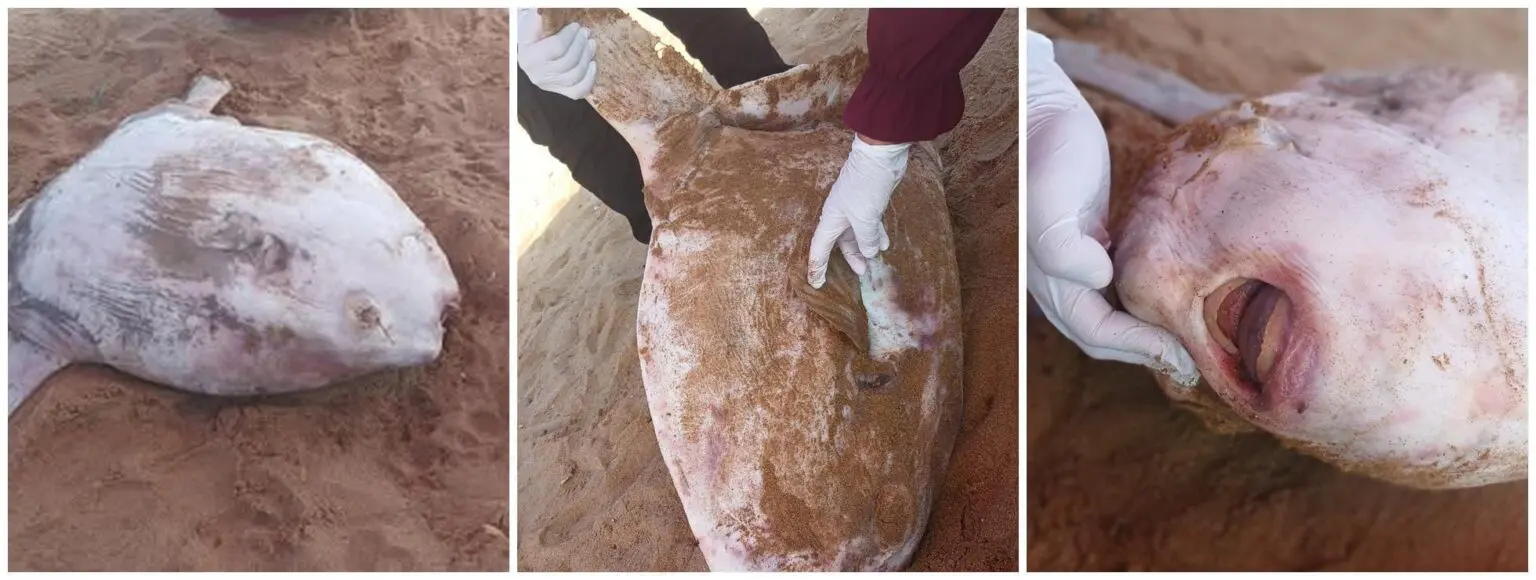 [IMAGES] Une 1ère en Algérie : un poisson-lune, espèce rare, découvert échoué à Tipaza