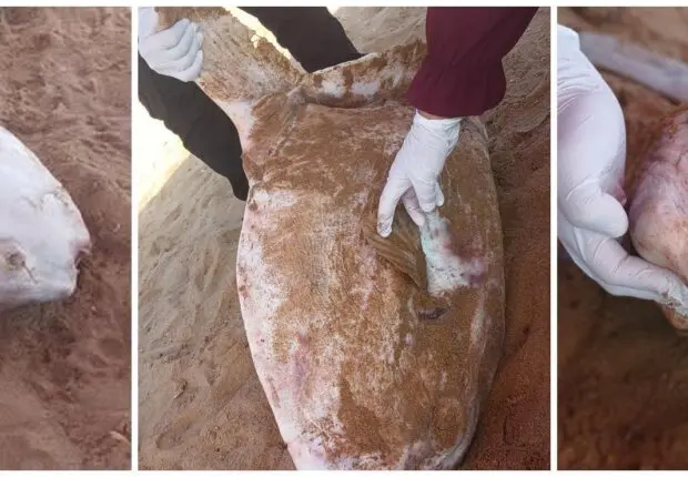 [IMAGES] Une 1ère en Algérie : un poisson-lune, espèce rare, découvert échoué à Tipaza