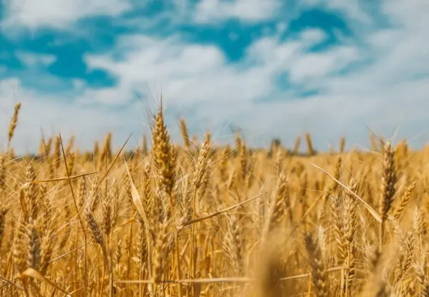 Céréales : 2025, l’année de l’autosuffisance pour l’Algérie selon le ministre de l’Agriculture