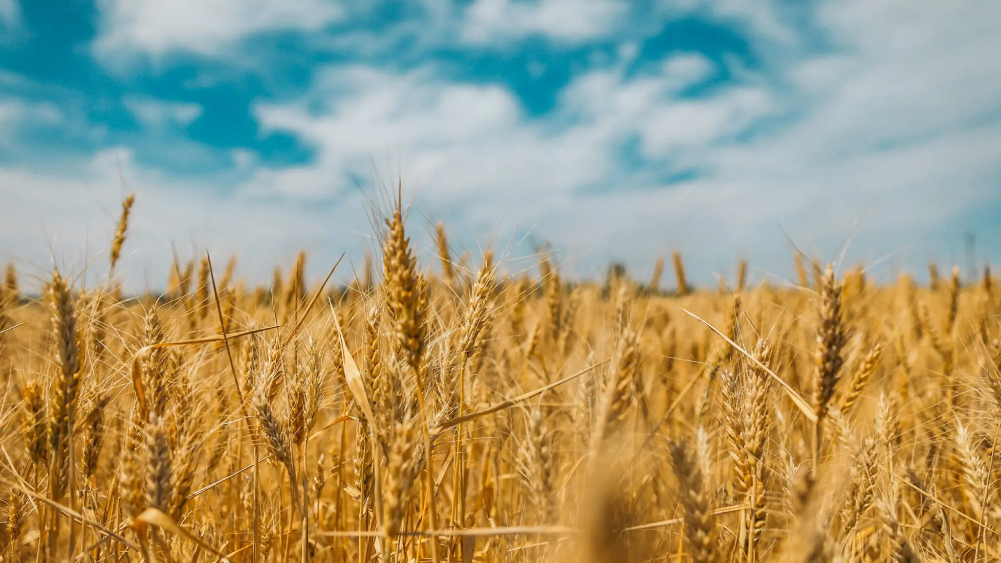Céréales : 2025, l’année de l’autosuffisance pour l’Algérie selon le ministre de l’Agriculture