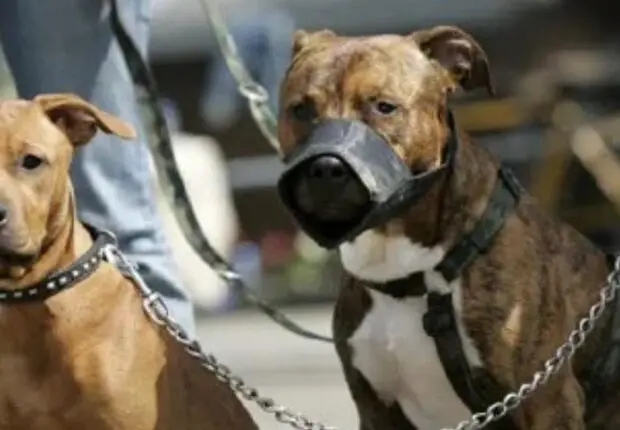 Chiens dans les quartiers résidentiels : l’OPGI tire la sonnette d’alarme