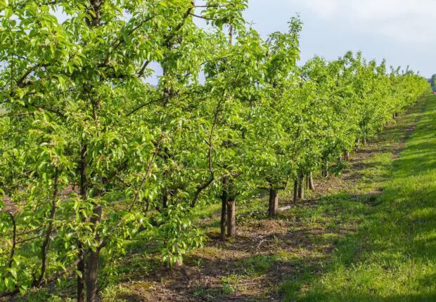 Ce fruit place l’Algérie en tête des pays arabes, devant l’Égypte et le Maroc