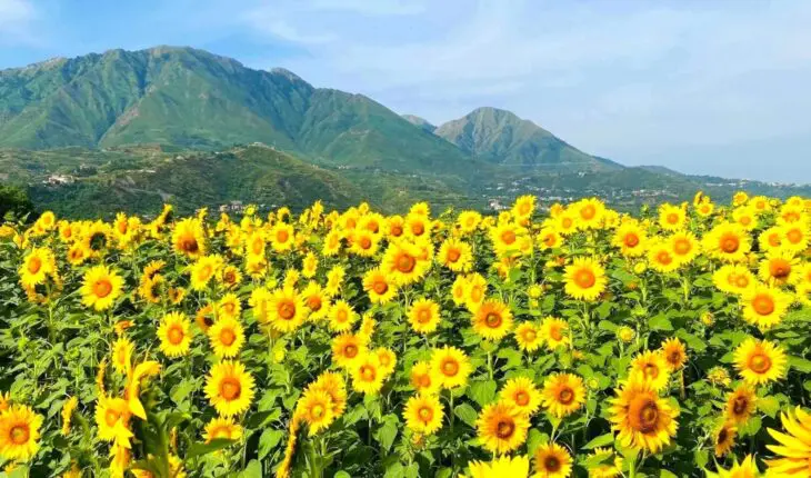 Tournesol Béjaia