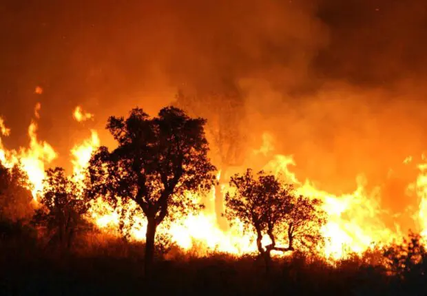 Violent incendie à Bordj Bou Arréridj : dix avions mobilisés pour contenir les flammes