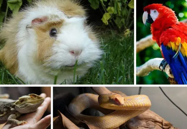 Leur prix atteint 70 millions : la folie des animaux exotiques en Algérie