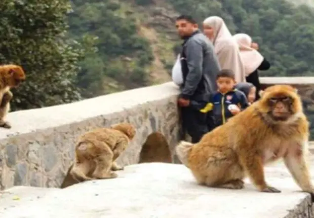 Cacahuètes, biscuits, chips… la « junk food » de l’homme menace le macaque de Barbarie