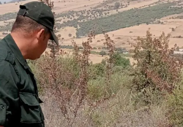 Rare et timide, cet animal fait une apparition surprenante à Guelma [PHOTOS]