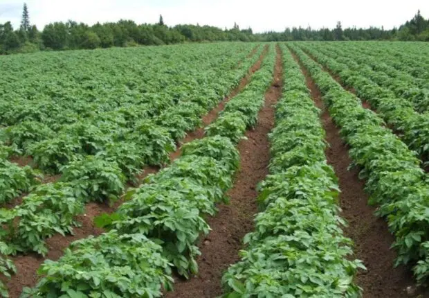 Après les œufs, l’Algérie autorise l’exportation de ce produit agricole stratégique