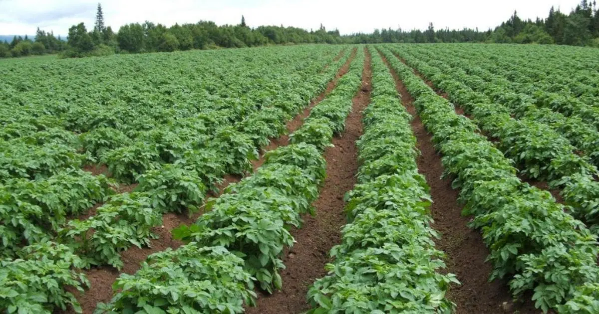 Après les œufs, l’Algérie autorise l’exportation de ce produit agricole stratégique