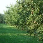 Ce fruit propulse l’Algérie dans le Top 3 africain avec 575 000 tonnes par an