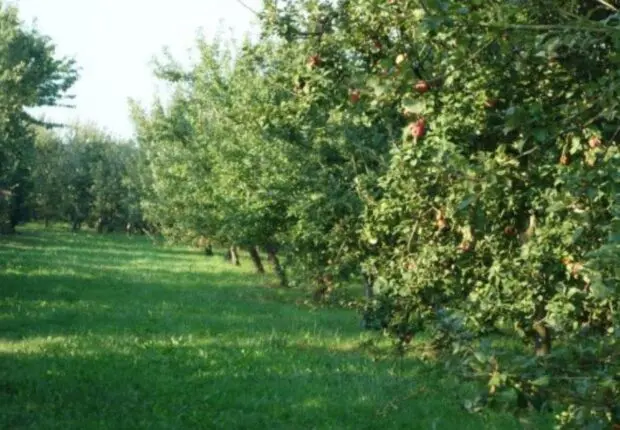 Ce fruit propulse l’Algérie dans le Top 3 africain avec 575 000 tonnes par an