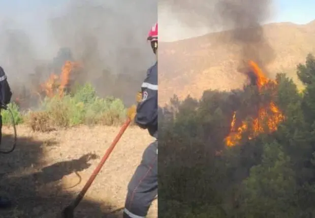 Feux de forêt en Algérie : plus de 15 incendies en 24 heures