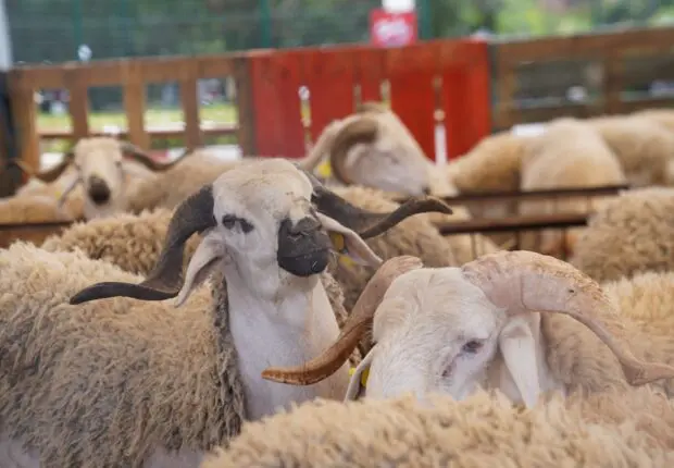 Importations : les moutons brésiliens débarquent en Algérie
