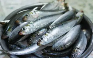 Sardine : les prix chutent à 100 DA le kilo après une abondance exceptionnelle