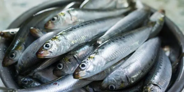 Sardine : les prix chutent à 100 DA le kilo après une abondance exceptionnelle