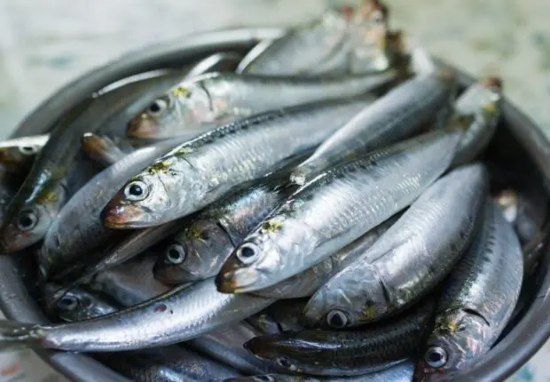 De 1 600 à 150 DA : la chute spectaculaire du prix de la sardine en Algérie