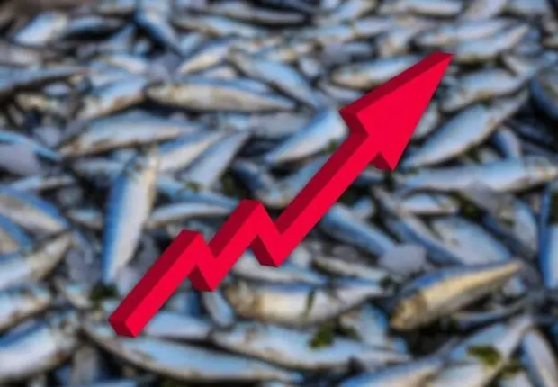 La sardine atteint un record de 1800 dinars le kilo : du poisson populaire au produit de luxe ?