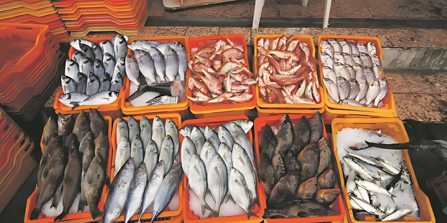 Algérie-Mauritanie : la 1ʳᵉ cargaison de poisson mauritanien débarque dans cette wilaya