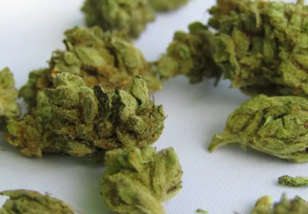 4000 plantes de marijuana et 200 kg prêts à vendre : un Algérien arrêté en flagrant délit à Valence