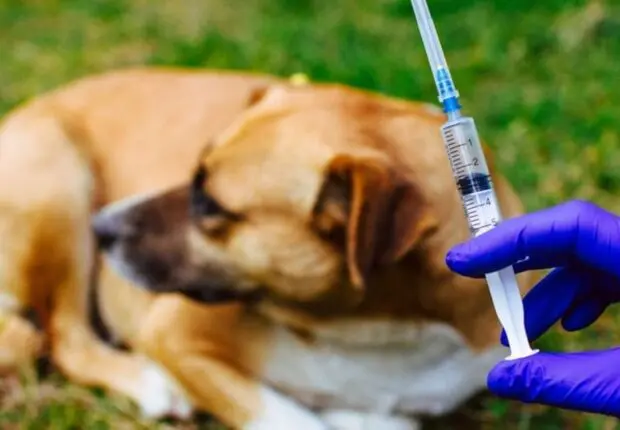 Rage en Algérie : Cette wilaya lance une campagne de vaccination « gratuite »