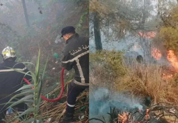 Feux de forêt en Algérie : plus de 12 incendies en moins de 24h