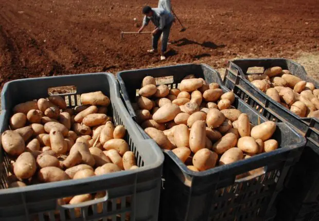 Affaire spéculation sur la pomme de terre : lourd réquisitoire contre les accusés