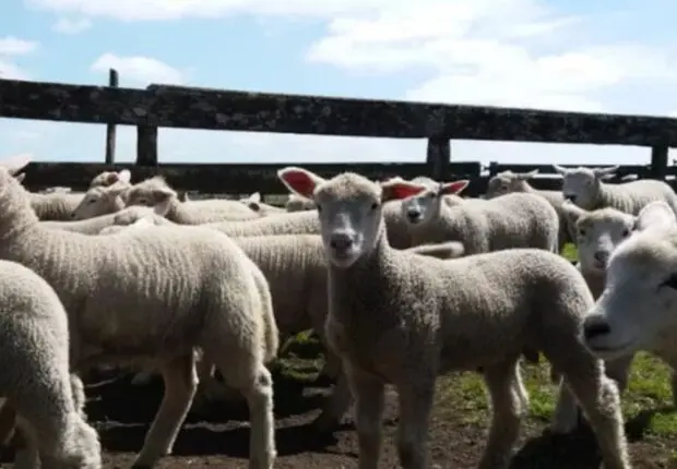 L’Algérie se prépare déjà au Ramadan 2026 : Vers l’importation d’un million de moutons depuis ce pays