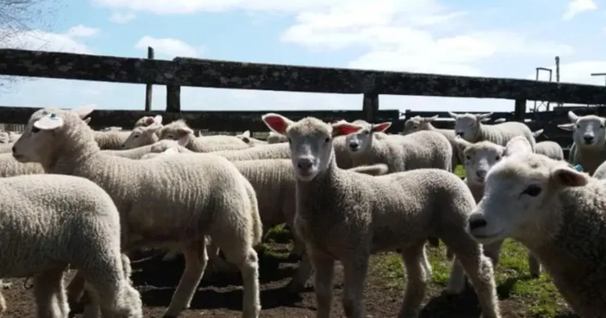 L’Algérie se prépare déjà au Ramadan 2026 : Vers l’importation d’un million de moutons depuis ce pays