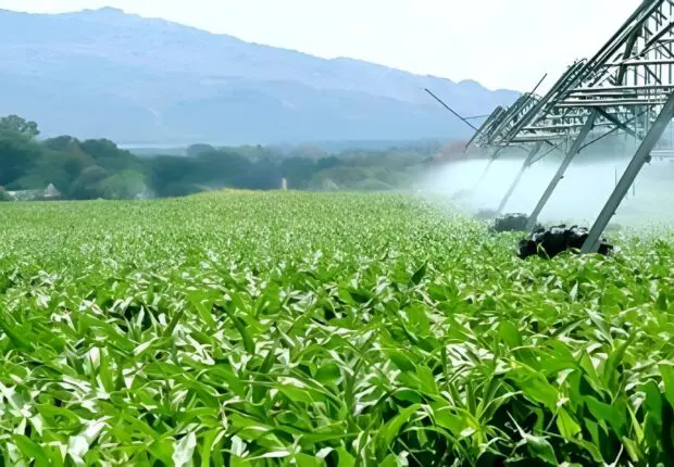 Terres agricoles : Tebboune oppose un NON catégorique à leur déclassification