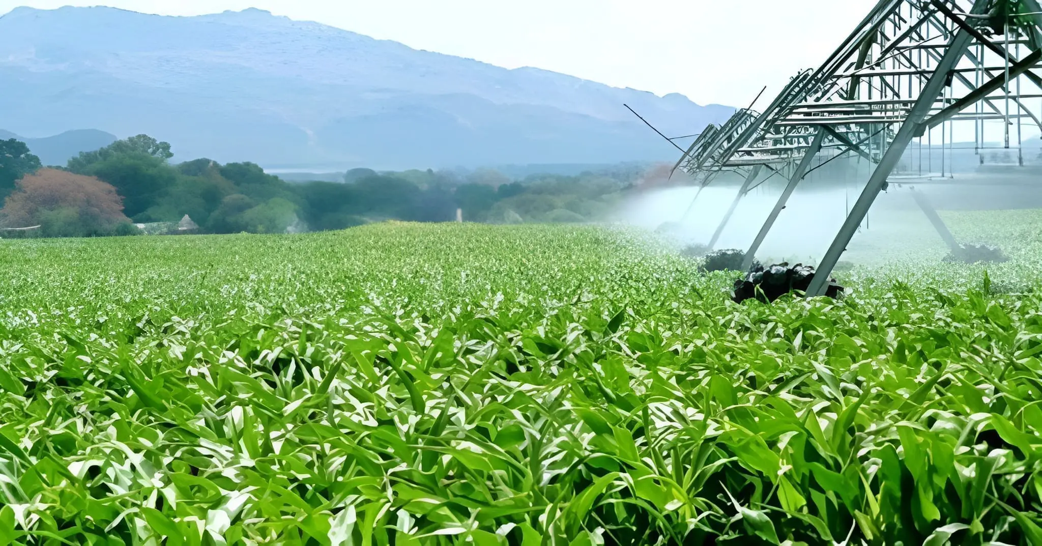 Terres agricoles : Tebboune oppose un NON catégorique à leur déclassification