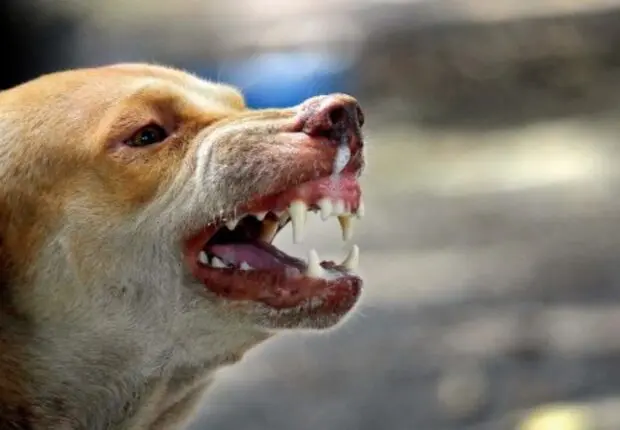 HORREUR À M’SILA : Une fillette de 3 ans dévorée par une meute de chiens errants