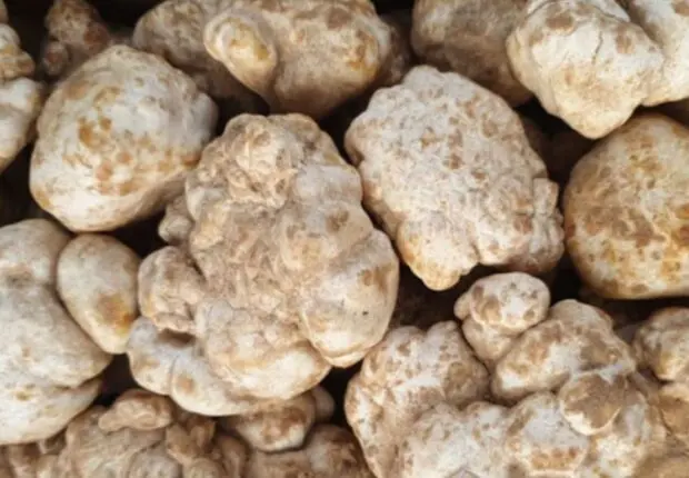 Achetée 50 €, revendue 900 € : la truffe blanche algérienne affole les marchés gastronomiques